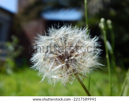 Close up photo of a dandelion. Showing the fine detail of the seeds. 