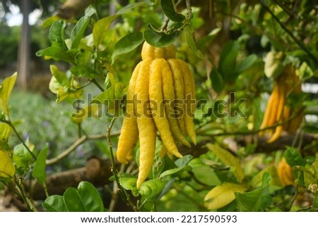 this pic show a buddha's hand citron fruit or fingered citron on tree in garden it's a citrus such as lime lemon and orange. tropical fruit and healthy herb concept