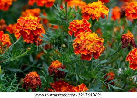 Beautiful tagetes flowers on a flowerbed in a city park	