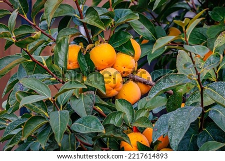 Persimmon tree with many fruits and green leaves in the autumn garden in rainy day. Kaki plum tree, Japanese persimmon, Diospyros kaki  Lycopersicum fruits