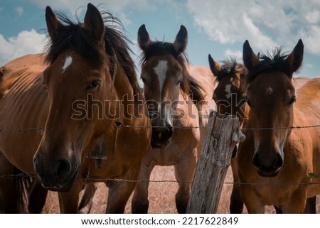 Curious brown horses greet the cameraman. Close pictures of the horses behind the fence.