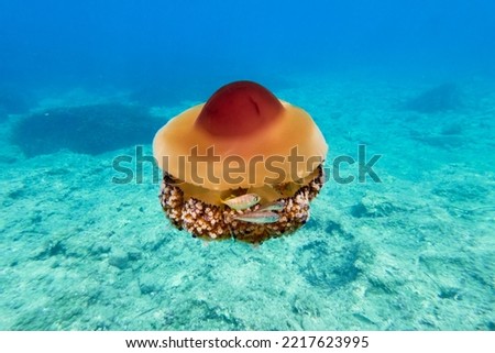 Beautiful jellyfish swims underwater in the Mediterranean Sea .Jellyfish in Mediterraneansea    
