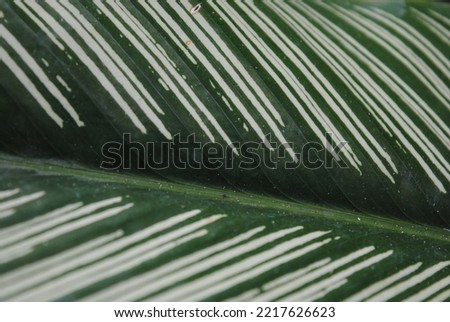 The white stripes of a green leaf