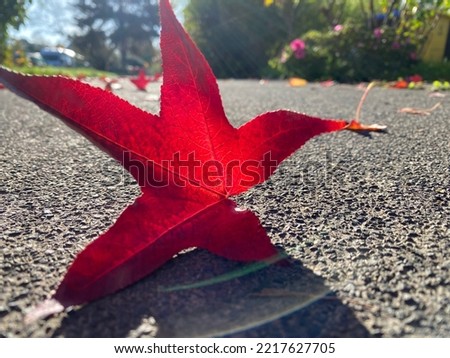red autumn leaves on asphalt