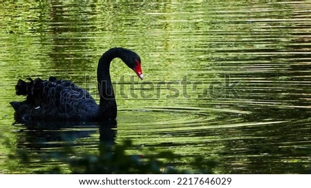 Black Swan swimming in a green water pond with ripples on the water. Selective focus. Widescreen format. Copyspace.