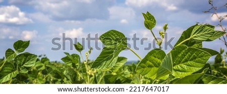 Green Soy Field closeup. Soybean Crop in Field. Background of Ripening Soybean. Rich Harvest Concept. Agriculture, Nature and Agricultural land. Soybeans in sun rays close up. Farm. Soybean Bloom. Royalty-Free Stock Photo #2217647017