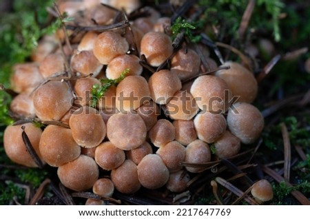 a group of small mushrooms grows, crowded together, on the mossy ground in the forest