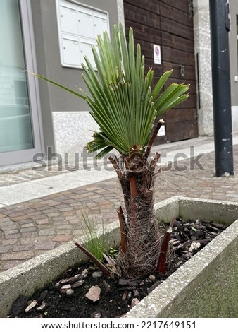 2022 10  22 Lecco, Italy , Small green palm tree in a grey vase