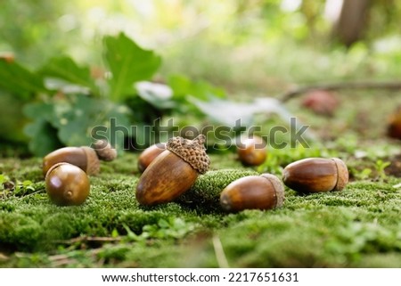 Many acorns on green moss in forest, space for text Royalty-Free Stock Photo #2217651631
