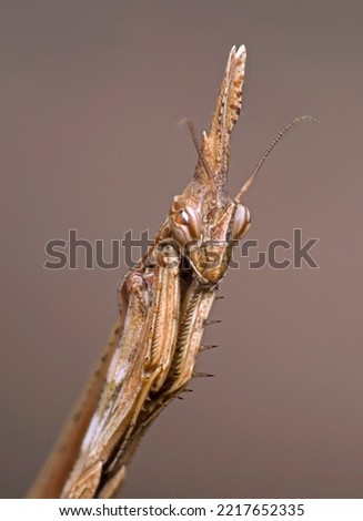 Macro of one  conehead mantis (Empusa pennata)