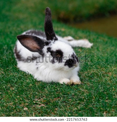 Photo of the cute rabbit.