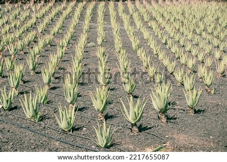 Aloe vera plantation on the island of Fuerteventura, Spain.