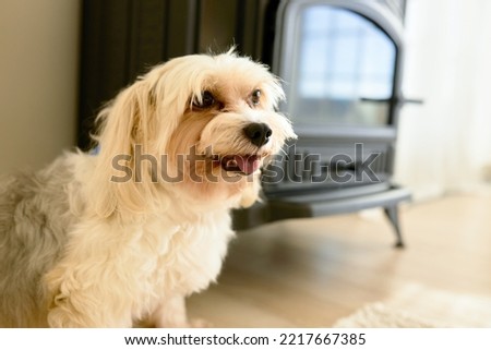 Close-up image of beige chinese crested dog sitting on floor in cozy living-room of spacious house next to chimney, sticking tongue, waiting for her owner to come home from work. Pet animals