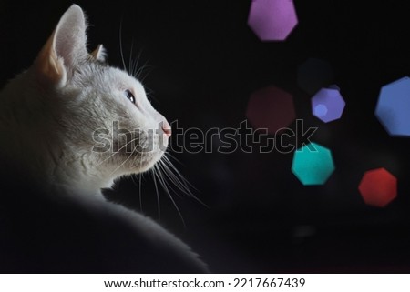 Domestic cat looking at colored lights. feline portrait