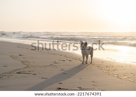 Dog running at the beach. Perfect for pet stores, adoption, and animal advertisements