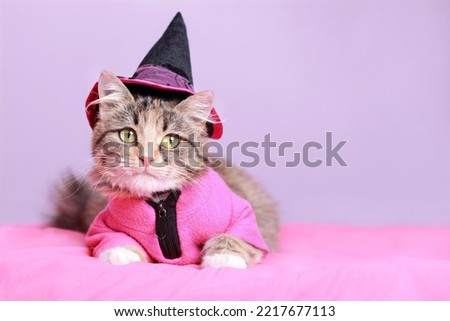 Funny Cat dressed in a pink hat and witch costume. Halloween party scary Kitten. Halloween concept. Cat sitting on a pink background close up. Halloween Kitten. Clothes for pets