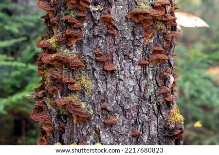 Rusty colored mushrooms covering a tree trunk in the forest. Algonquin Provincial Park, Ontario, Canada. Royalty-Free Stock Photo #2217680823