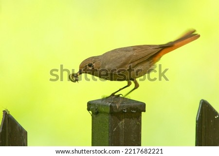 The black redstart (Phoenicurus ochruros) is a small passerine bird in the genus Phoenicurus.