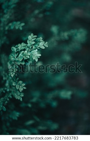 Green leaves against dark scenery 