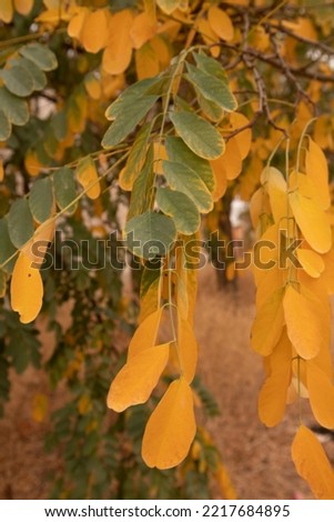 yellow leaves tree in autumn with green background