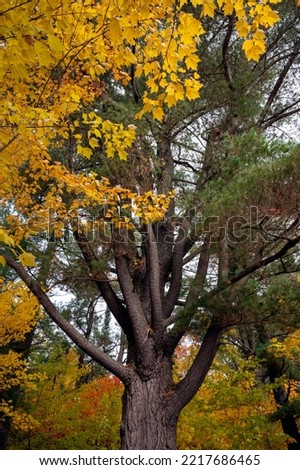 A large evergreen tree with exposed branches mixes in the forest with yellow, red and green leaves surrounding it. Algonquin Provincial Park, Ontario, Canada. Royalty-Free Stock Photo #2217686465