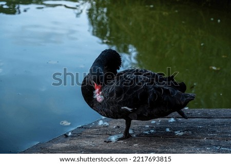 Black swan near the pond