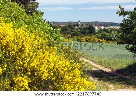 Cytisus scoparius, the common broom or Scotch broom yellow flowering in blooming time, Budisov village, dirt road and winter wheat field, Bohemian and Moravian highland, Czech republic