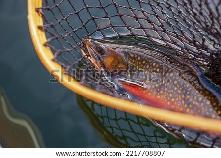 Beautiful male brook trout in spawning colors in vintage wooden net Royalty-Free Stock Photo #2217708807