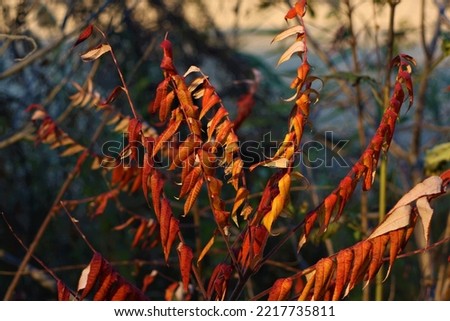 Beautiful plant showing off its beautiful colors in the fall