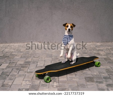 Jack Russell Terrier dog dressed in sunglasses and a plaid bandanna performs tricks on a longboard. 