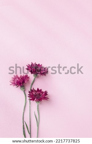 Minimal flat lay of summer pink flowers on pink background. Flower of cornflower. Summer flowery flat lay of cornflower blossom with beautiful light and shadow Aesthetic monochrome top view still life