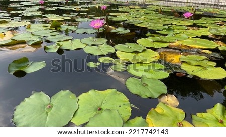 Lotus Flower With Water, Lotus, Flower Decoration...,