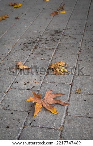 autumn leaf on the concrete pavement.