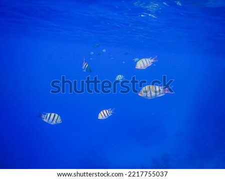 little school of inopazific sergeant fish in blue water in egypt