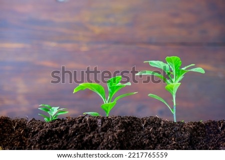Green shoots on the texture from the ground on wooden background. Concept of World Soil Day. Close-up