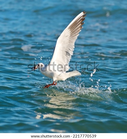 A seagull with a caught fish in flight over the water.