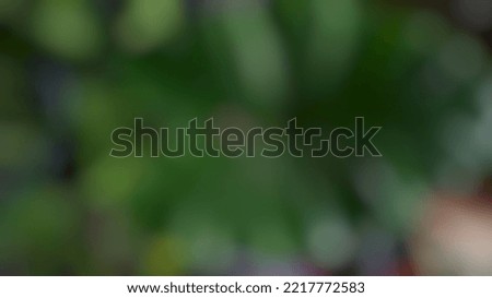 the blur and defocused photo of a green nature and plant for background, Cover, and Wallpaper