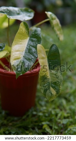 Philodendron Burlemarx Variegata on bokeh background