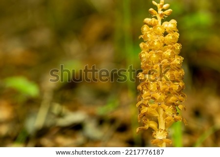 Bird's-nest Orchid (Neottia nidus-avis) in natural habitat Royalty-Free Stock Photo #2217776187