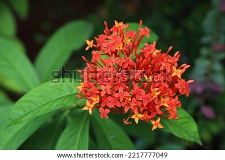 Blooming orange color ashoka flowers with green leaves background