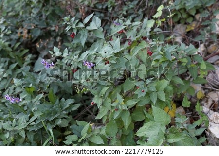 Solanum dulcamara, Bittersweet nightshade, Solanaceae. A wild plant shot in the fall. Royalty-Free Stock Photo #2217779125
