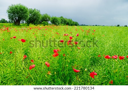 Rural landscape with blooming red poppies on a meadow. Pomerania, northern Poland.