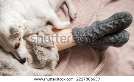 Legs of a young girl in cozy knitted socks. Female legs in warm socks on plaid. The dog sleeps next to the girl. Concept of heating season Royalty-Free Stock Photo #2217806659