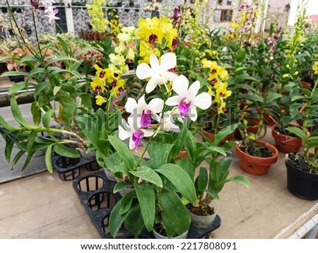 Phalaenopsis Orchid, one of unique orchid hybrid