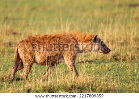 Spotted hyena crossing the grass savannah of the Masai Mara, Kenya	