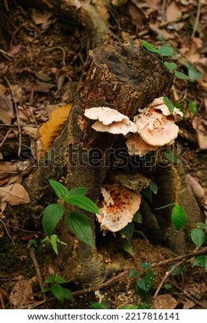 Mushroom growth on the dead tree