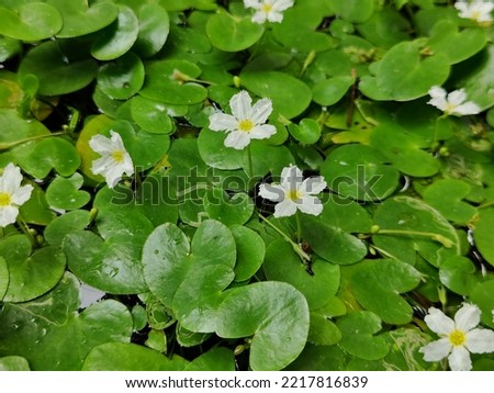 Nymphoides indica is an aquatic plant in Menyanthaceae, native to tropical areas worldwide. It is sometimes cultivated and has become a minor weed in Florida.