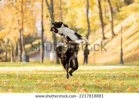 Dog in autumn. Border Collie dog playing in the park. Running and jumping dog. Fallen leaves. Golden autumn season