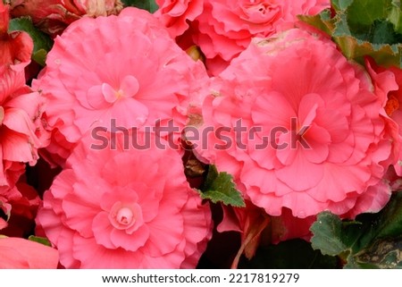 Begonia 'Nonstop 'Lachs' is a nice plant for parks and gardens Royalty-Free Stock Photo #2217819279