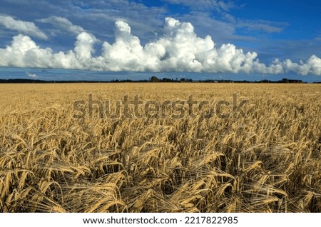 A cloud over a large barley field